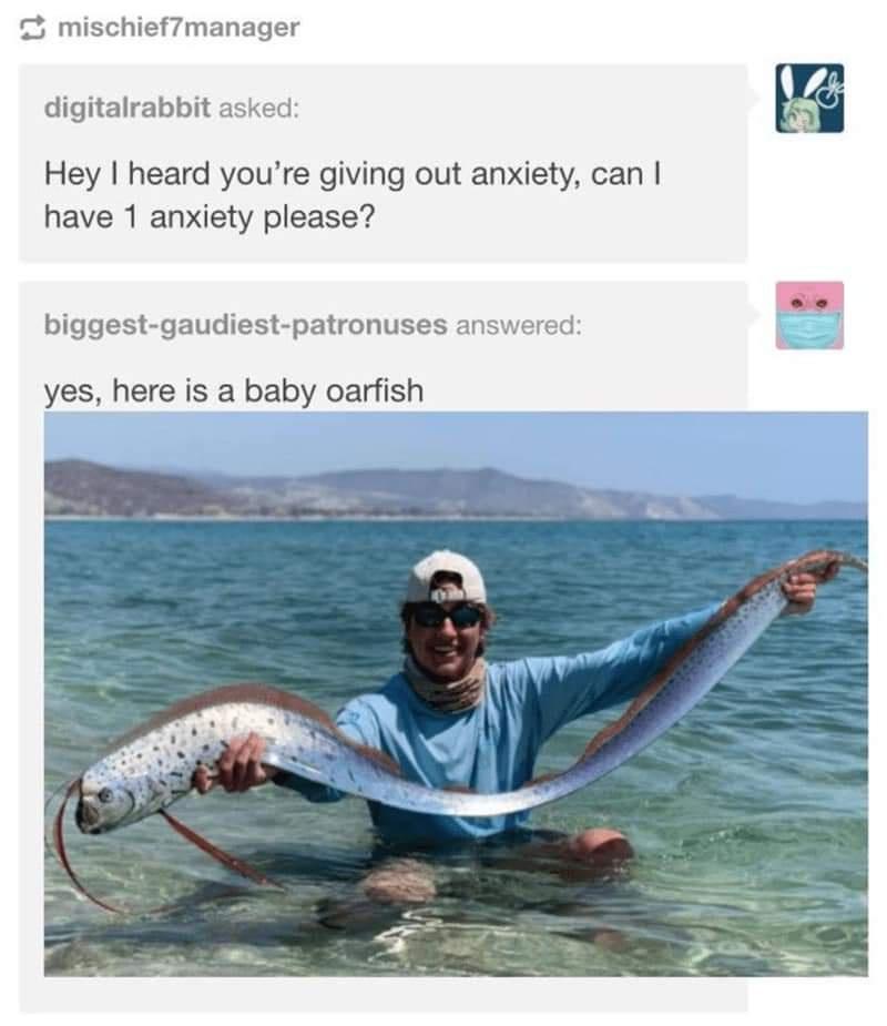 Ora Ora Oarfish!