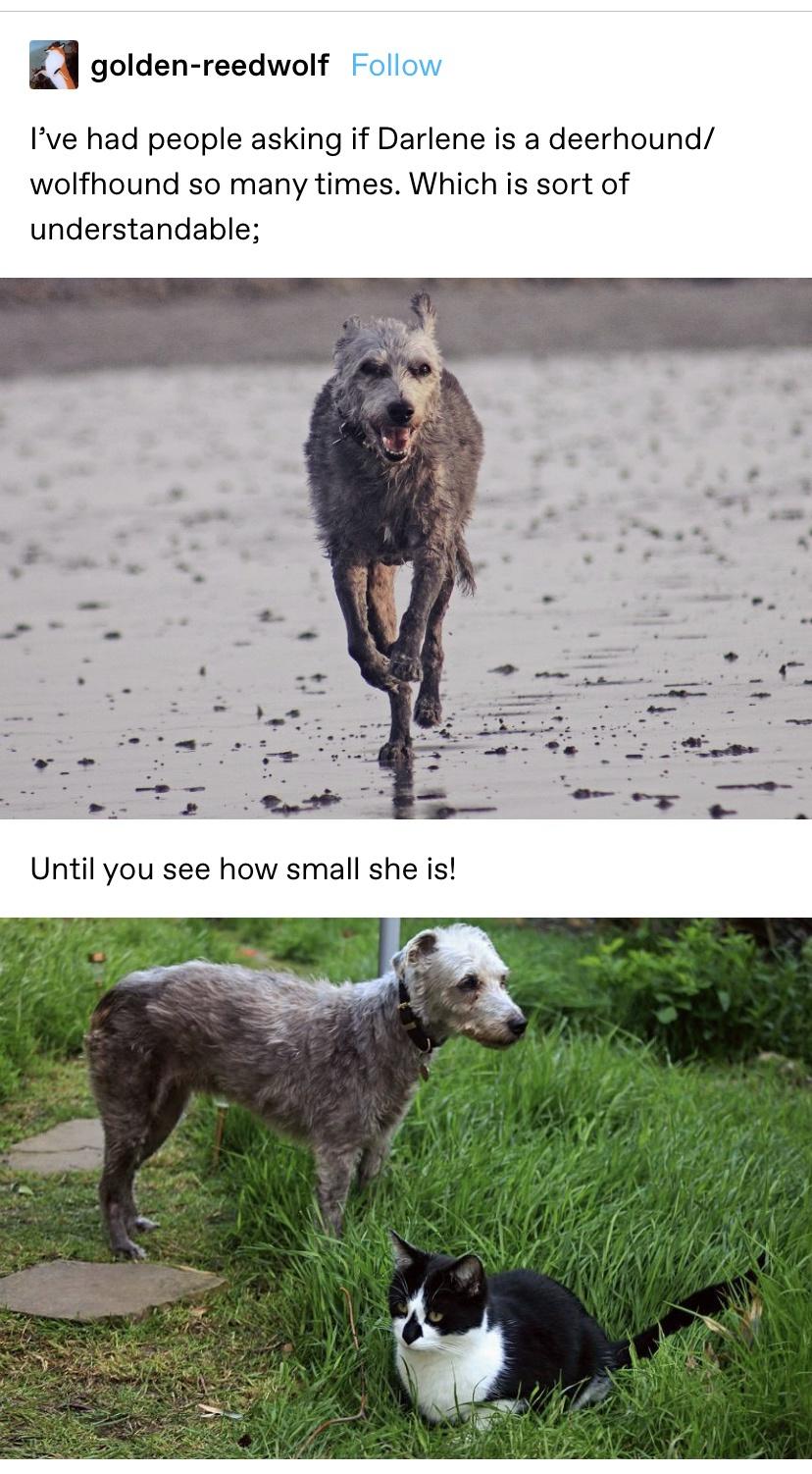 Teeny-tiny wolf killer!