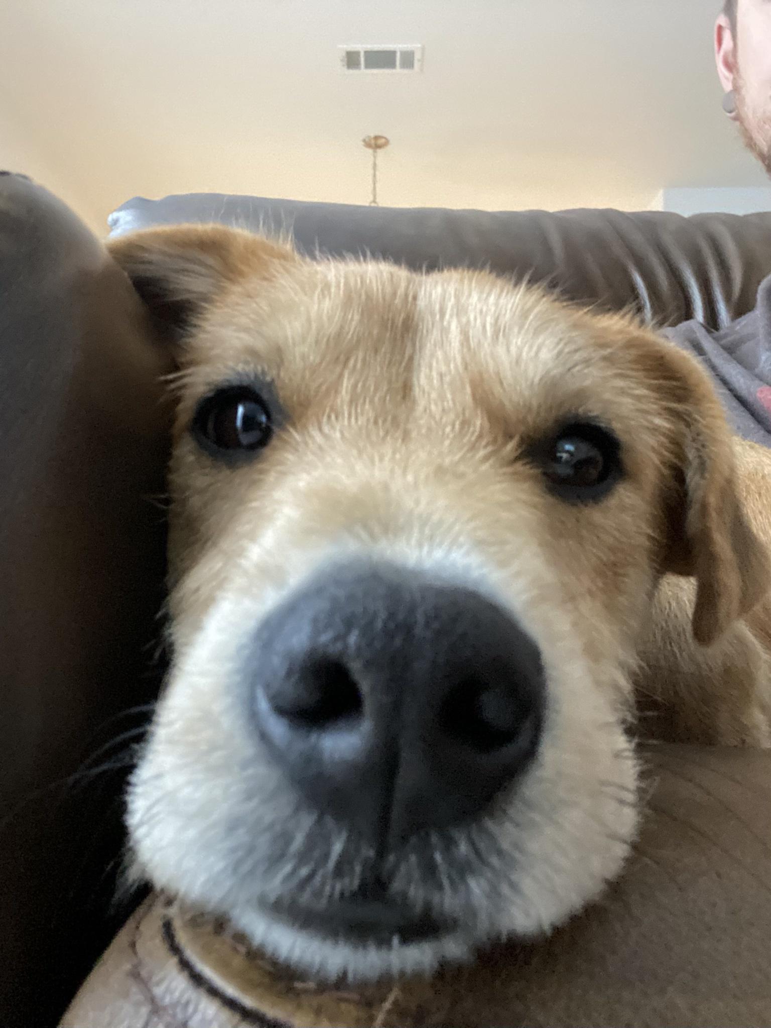 Went to Petsmart for cat food, came back with a dog