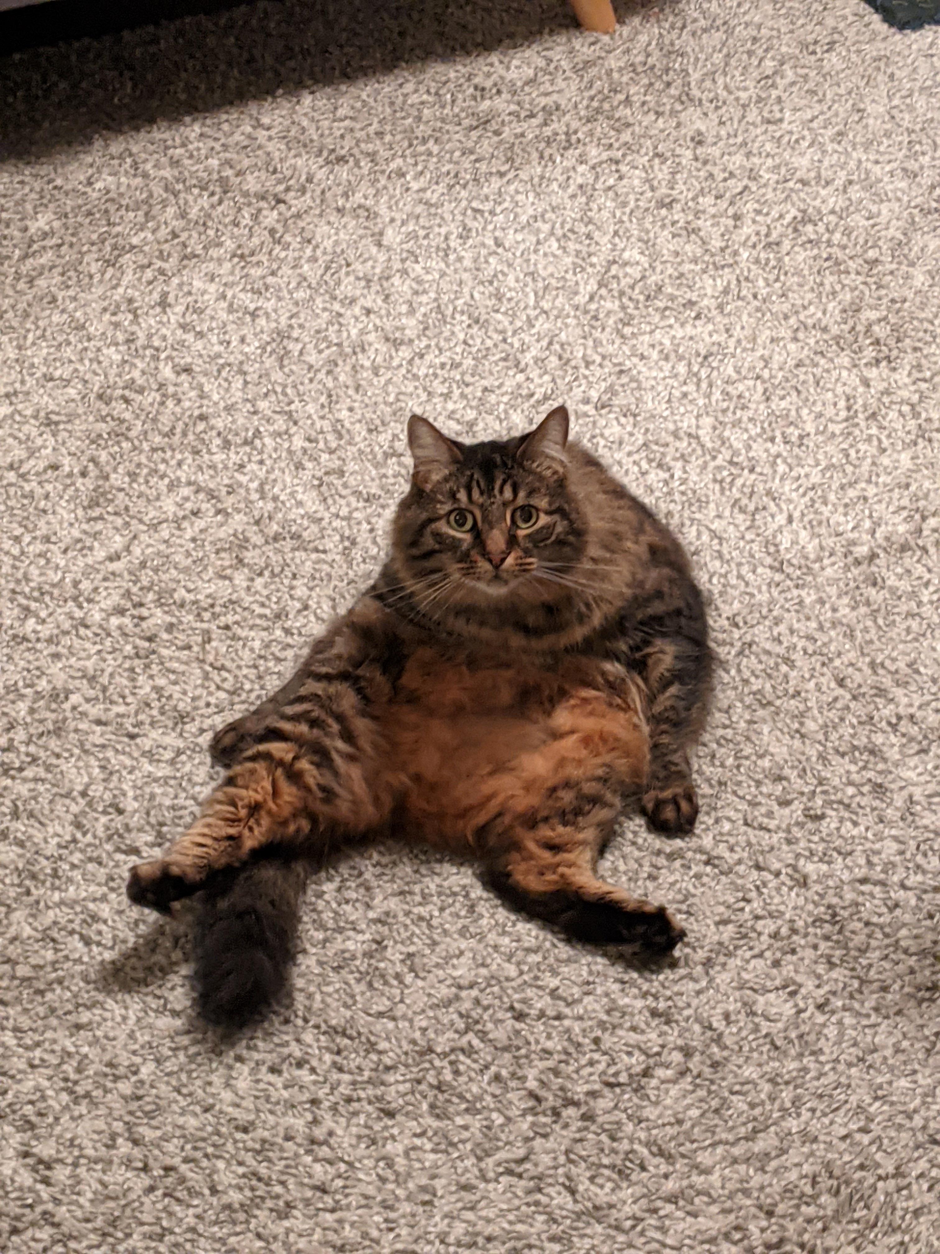 I hired @emwheezie to draw a portrait of my cat, and it's amazing.