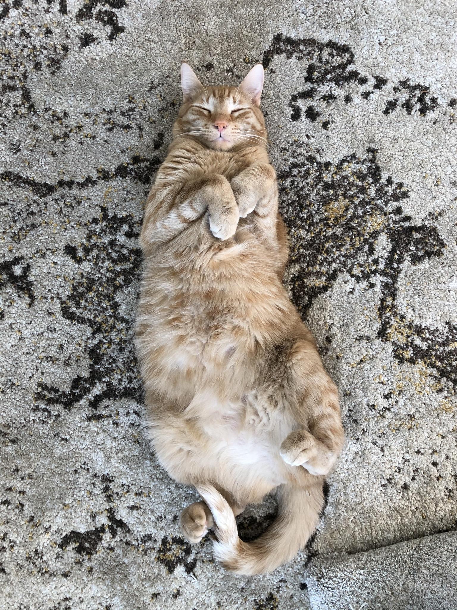 Adopted my first rescue kitty