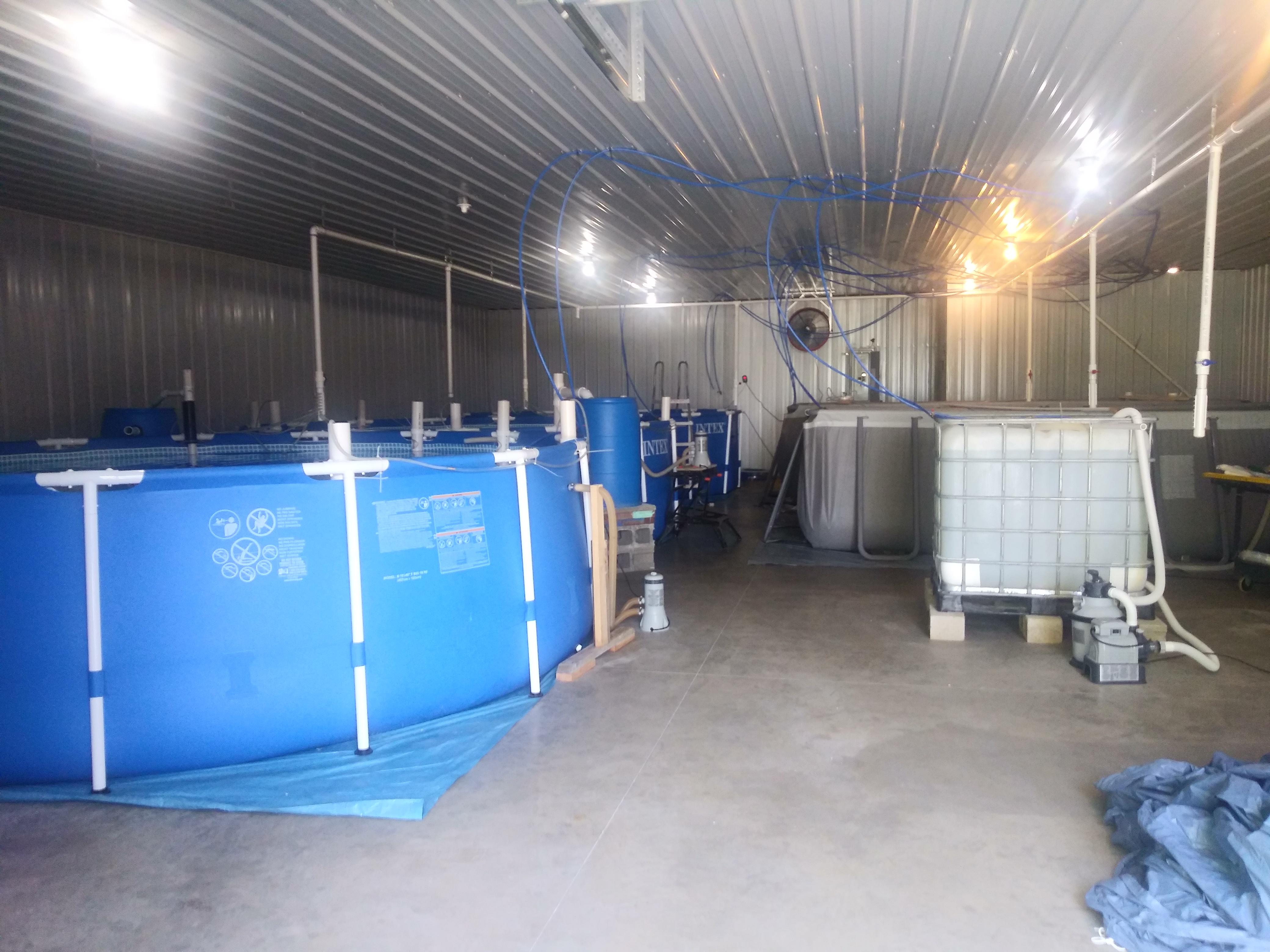 Check out our Sustainable Indoor Saltwater Shrimp Farm we built!