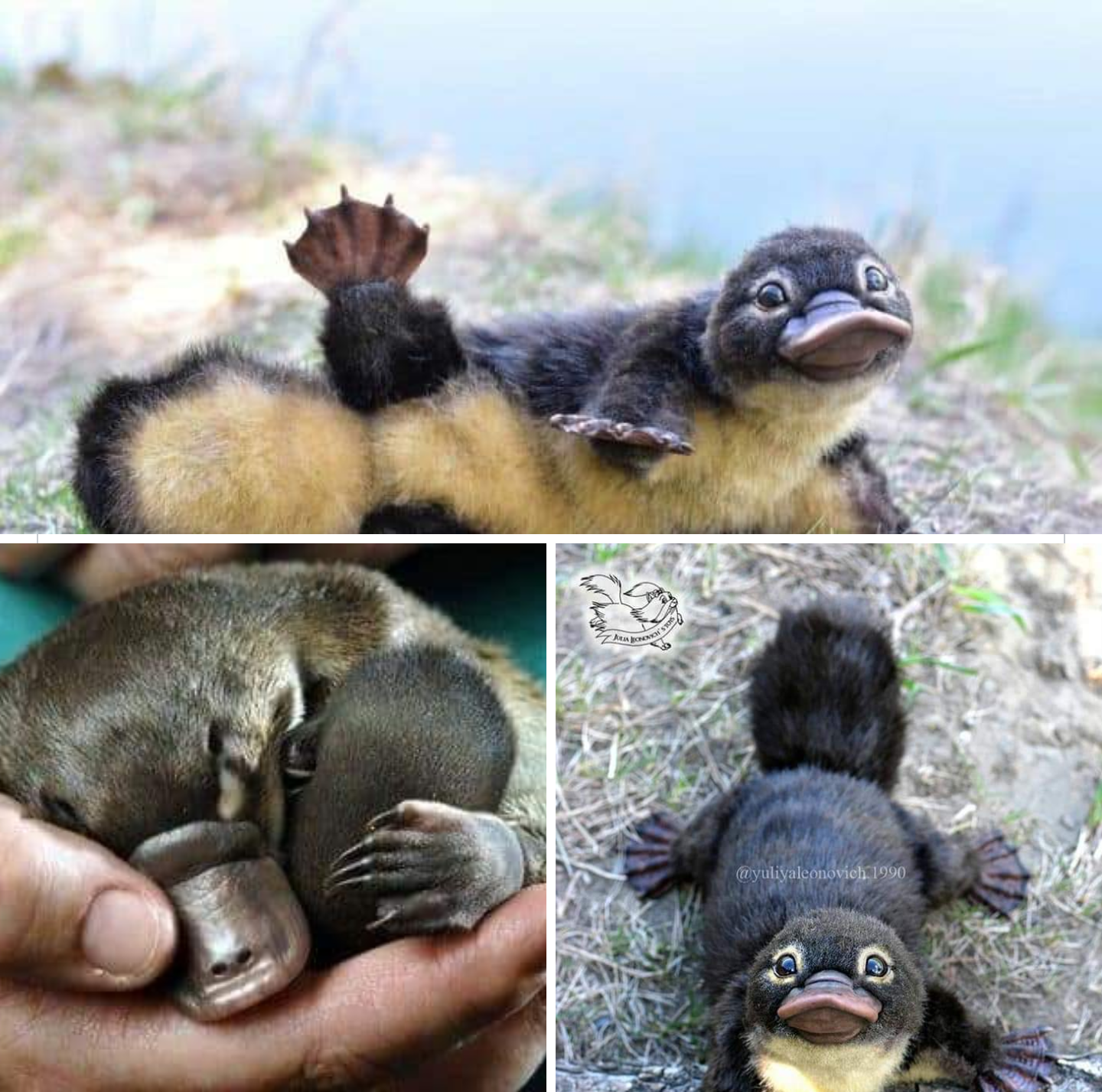 Platypus babies are called "puggles." Have a great weekend!