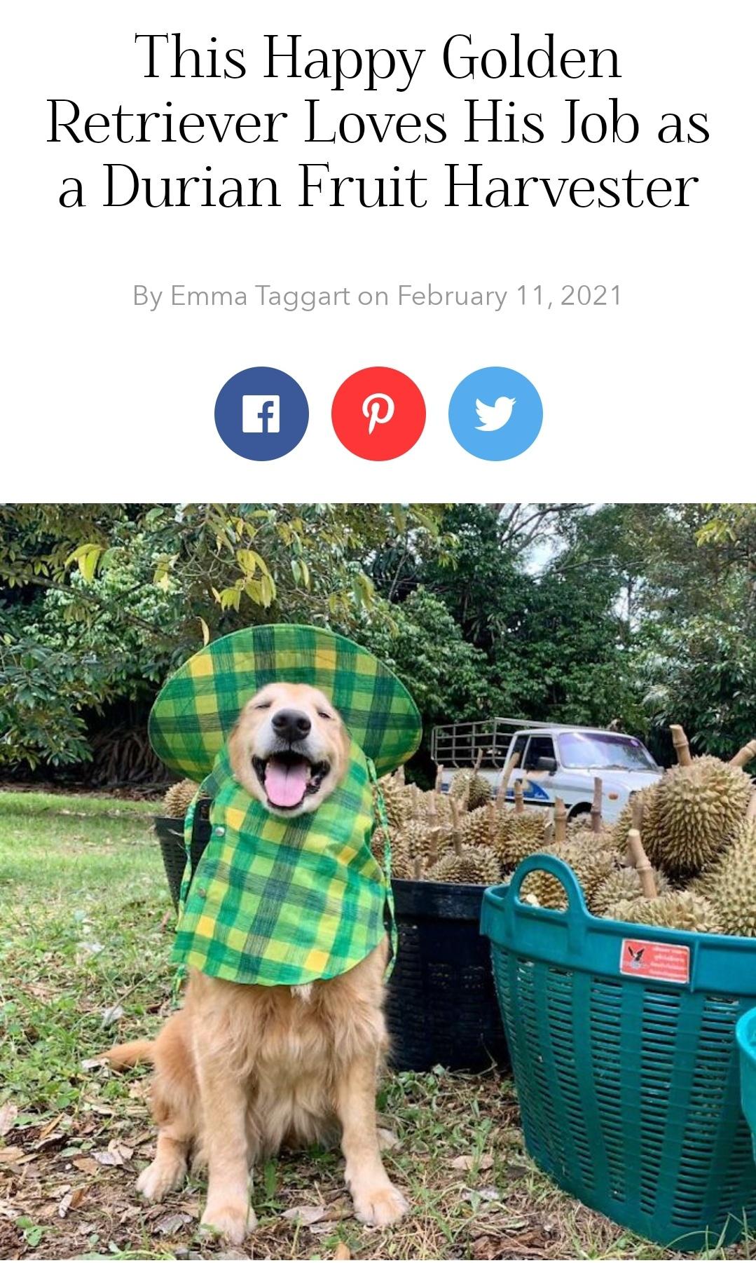 What a cute happy looking pup... Oh wait, all golden retrievers look happy!