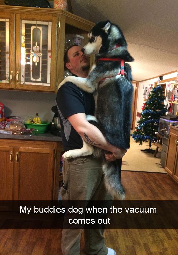 45 of the most hilarious posts about huskies ever. :D