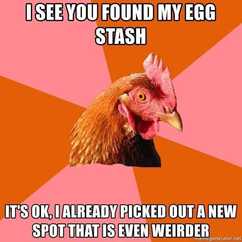 I love chickens but man can they be dumb.