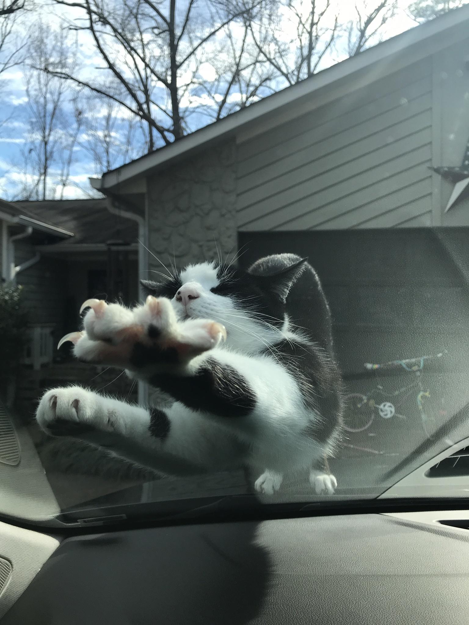 Willie the Cat - Every time I arrive home.