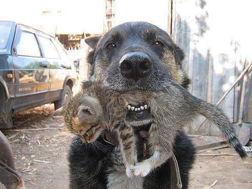 This dog&rsquo;s owners unleashed it when the house caught on fire, then ran out themselves. The dog ran back in to get the kitten.