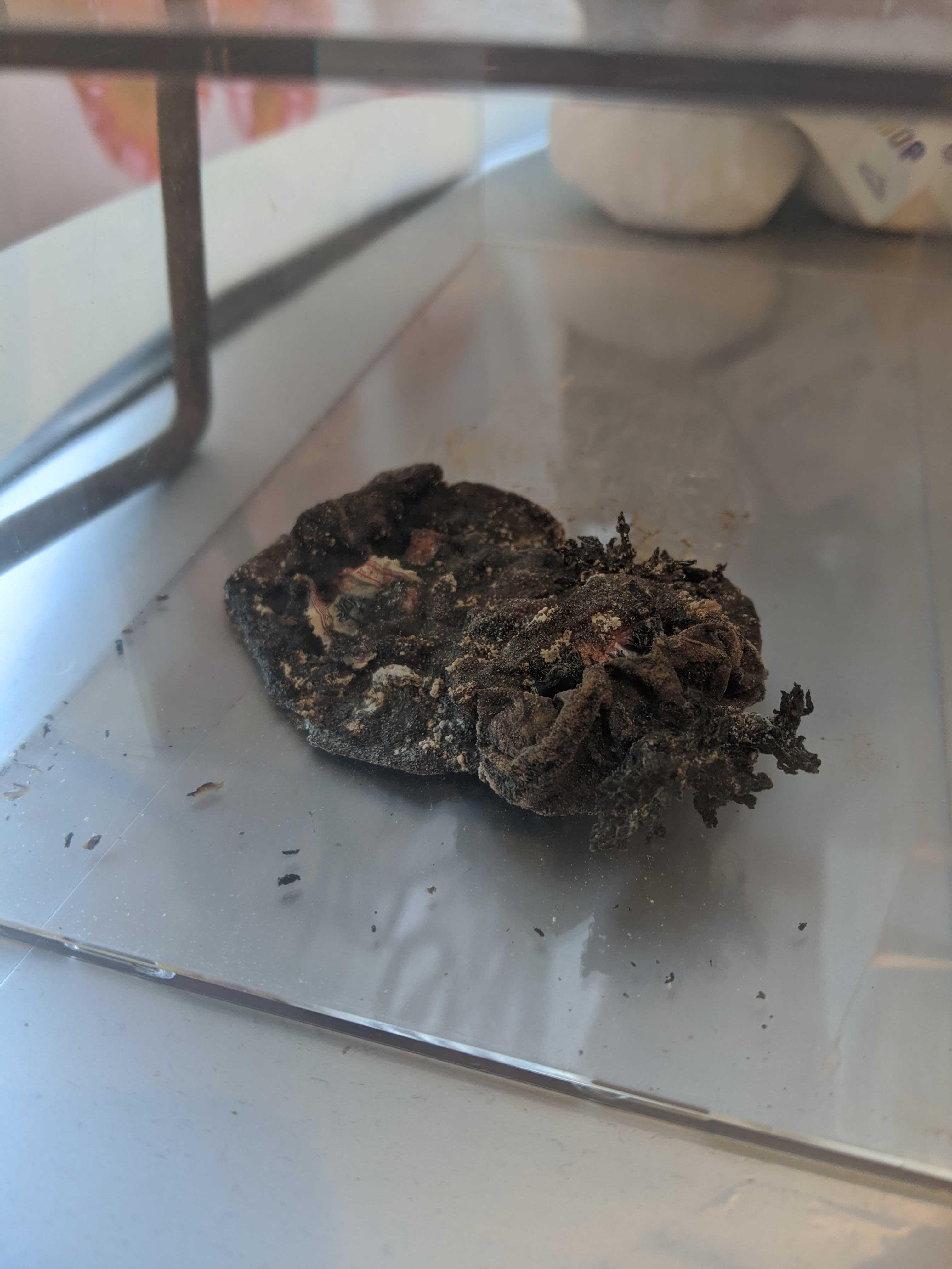 I let this potato rot on my desk for years and now I'm turning it into a camper. I'll post updates if anyone is interested.