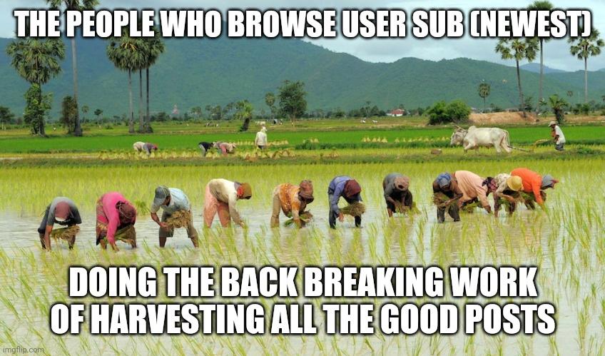 The Behind the Scenes of how you get your choicest memes