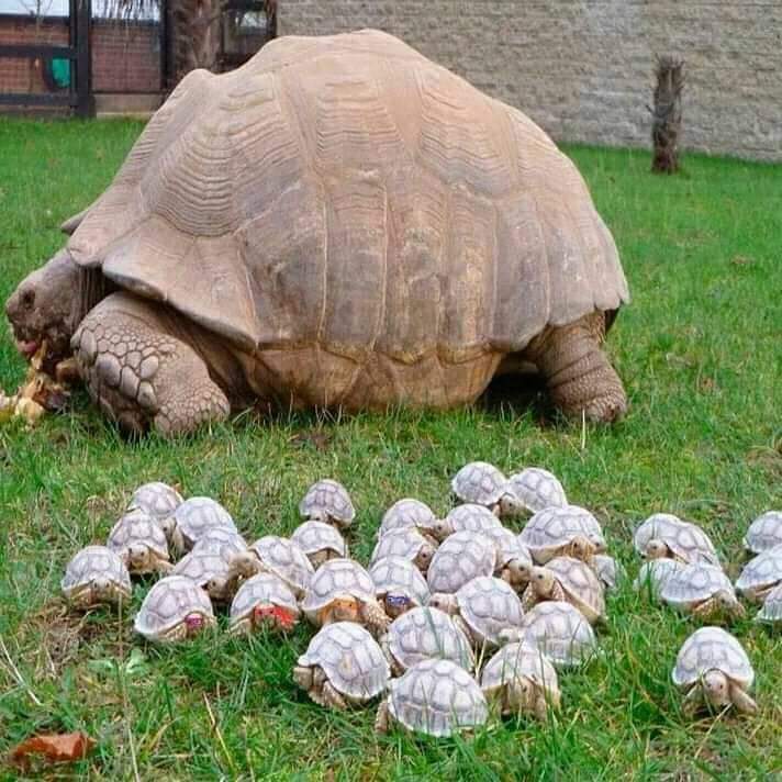 80 year old tortoise and her babies