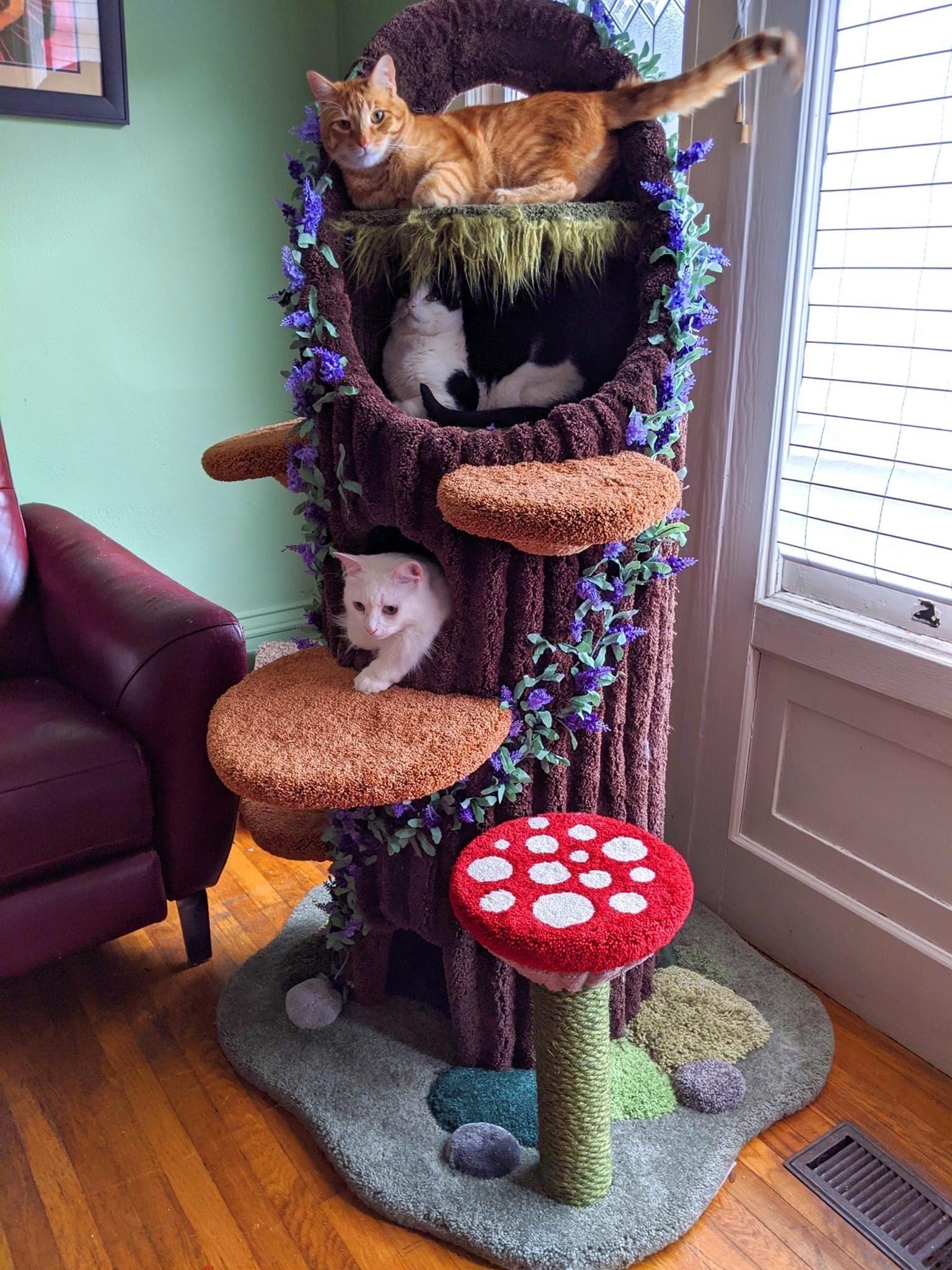 Cool Cats' Nest