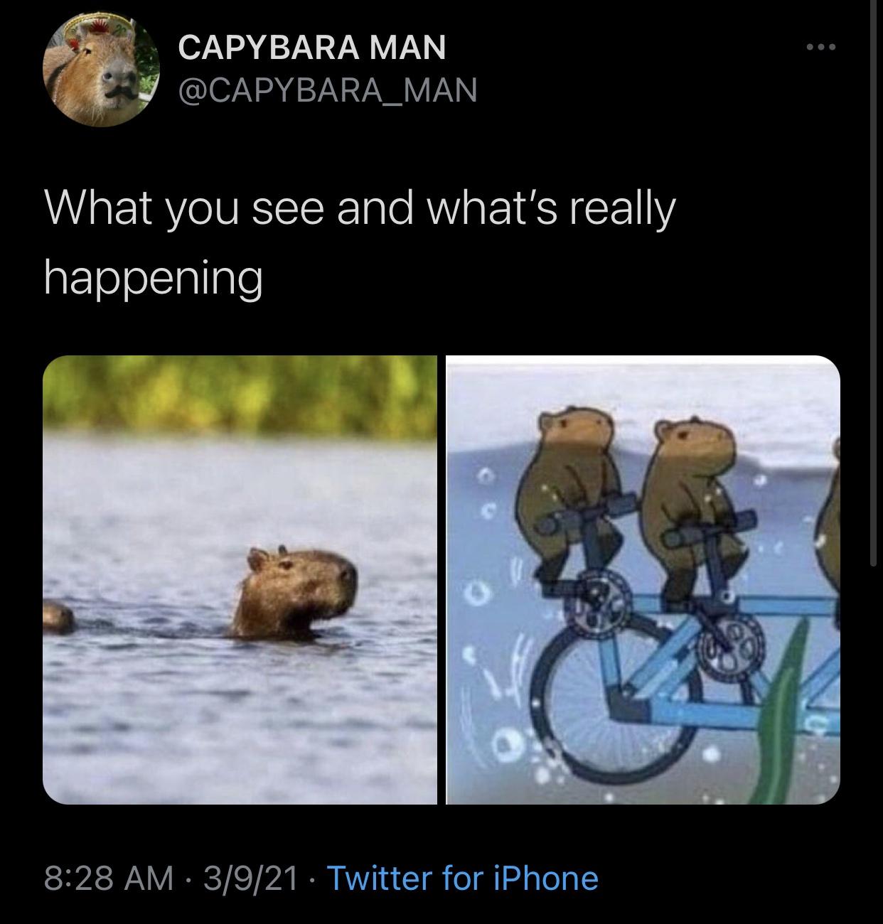 Funny Random Meme and Twitter Dump