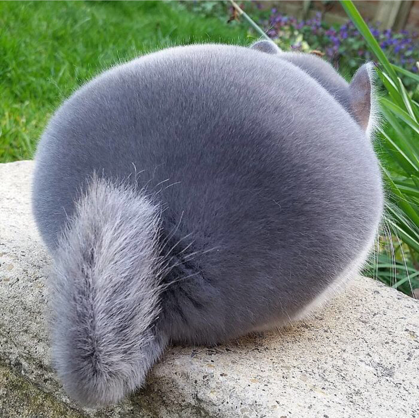 Look at this Chonk