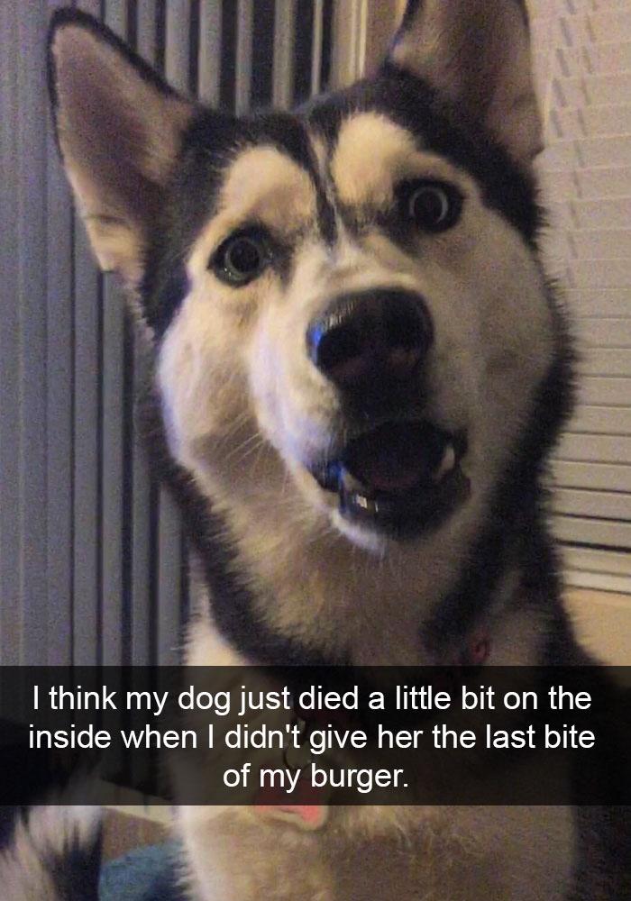 50 Hilarious dog snapchats that are impawsible not to laugh at. :D