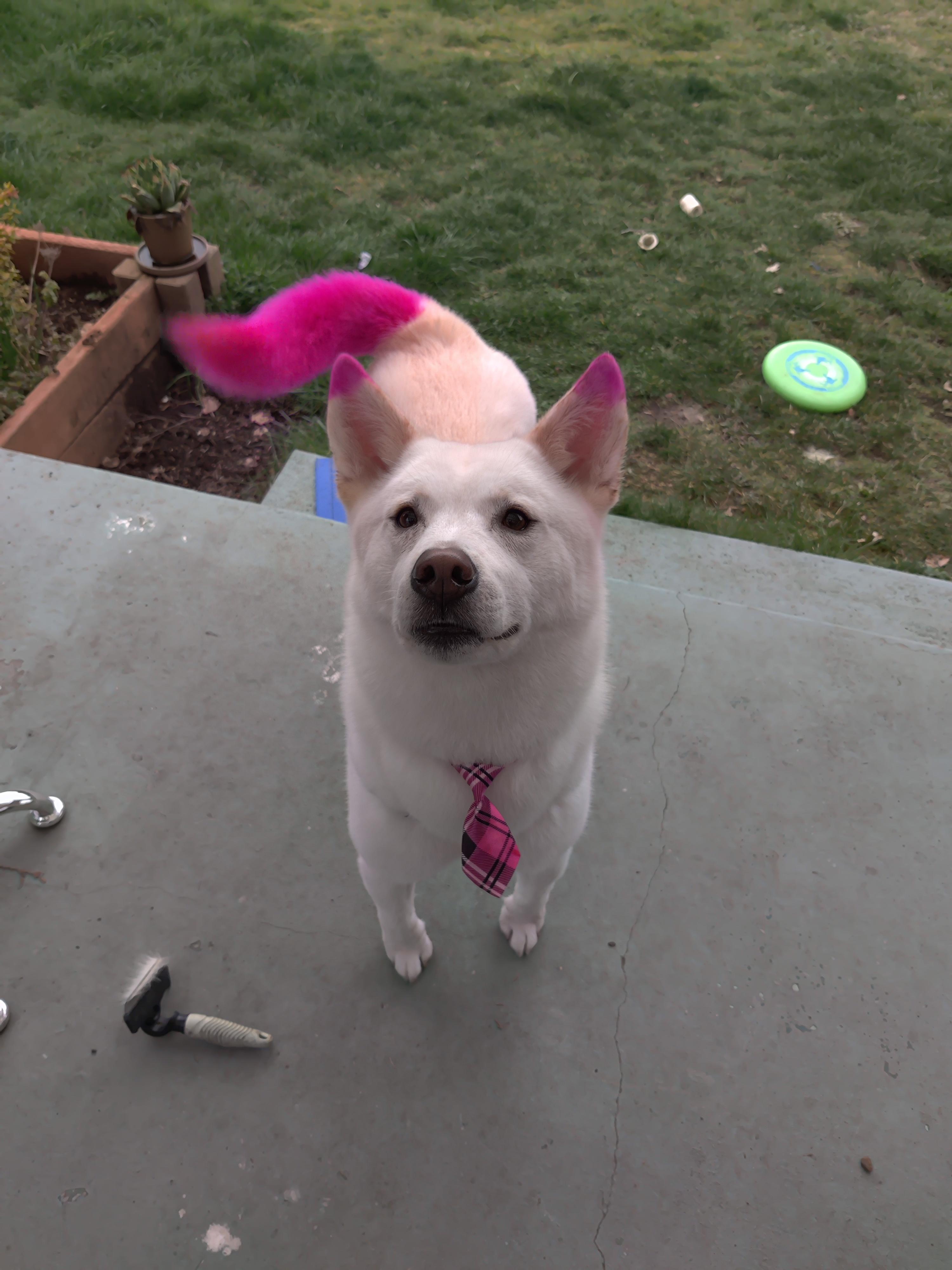 My dog got groomed and is feeling fancy