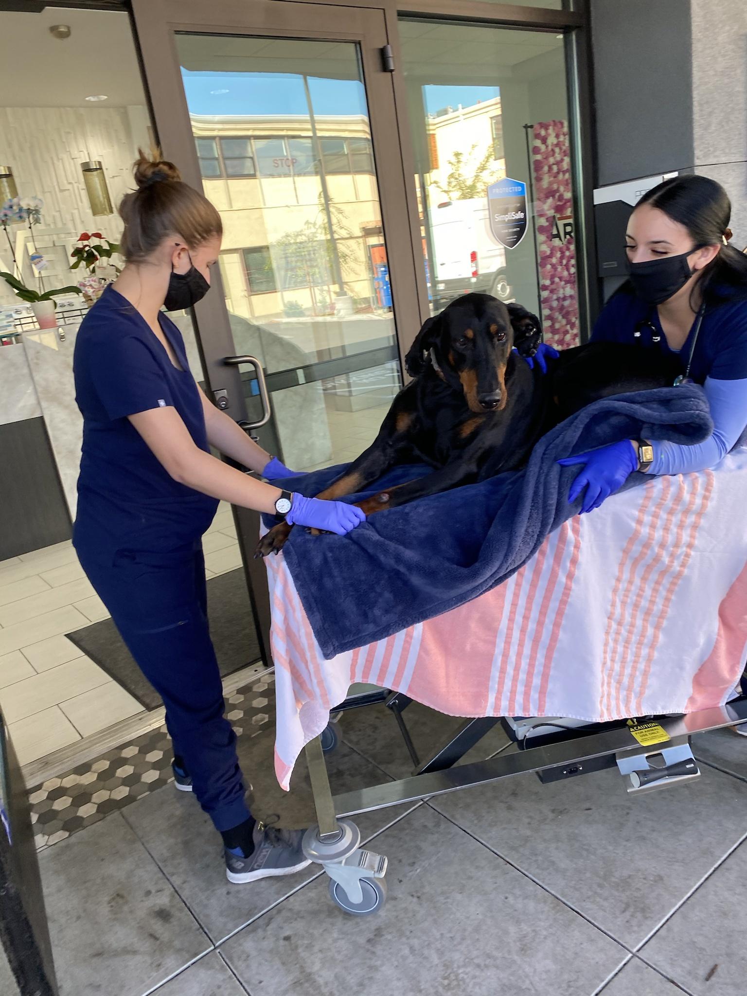 UPDATE: My Rotterman Collapsed