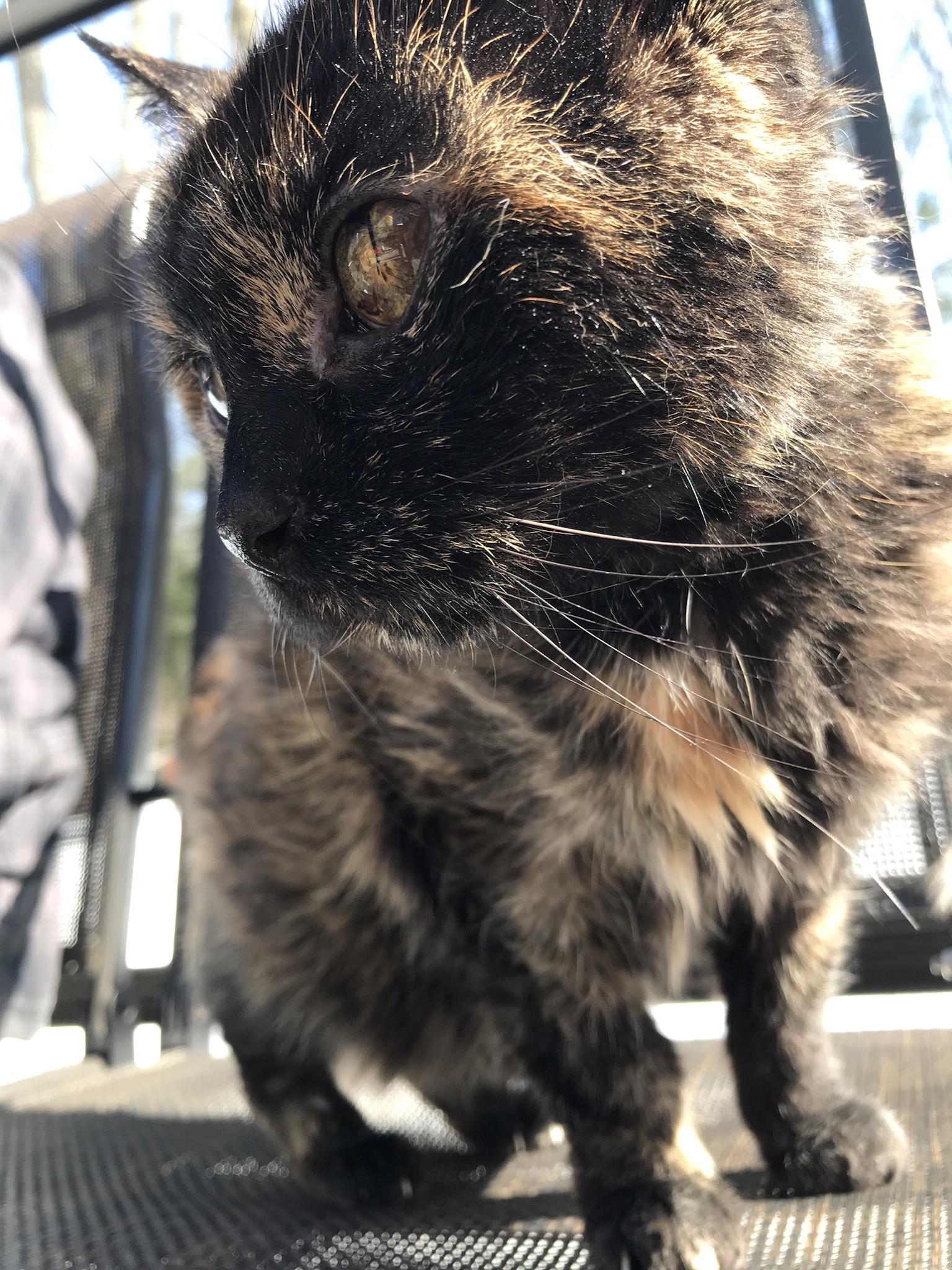 This old girl is turning 20yrs old in 3 weeks. I hope she makes it until then.