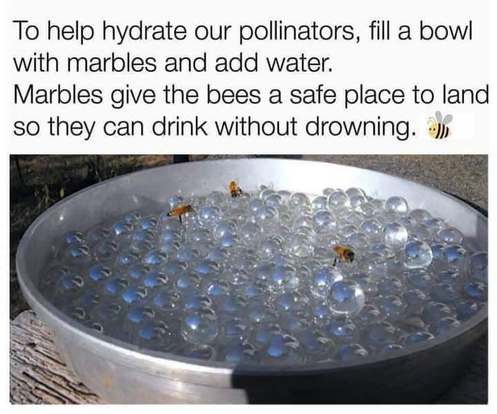 Helping the Bees