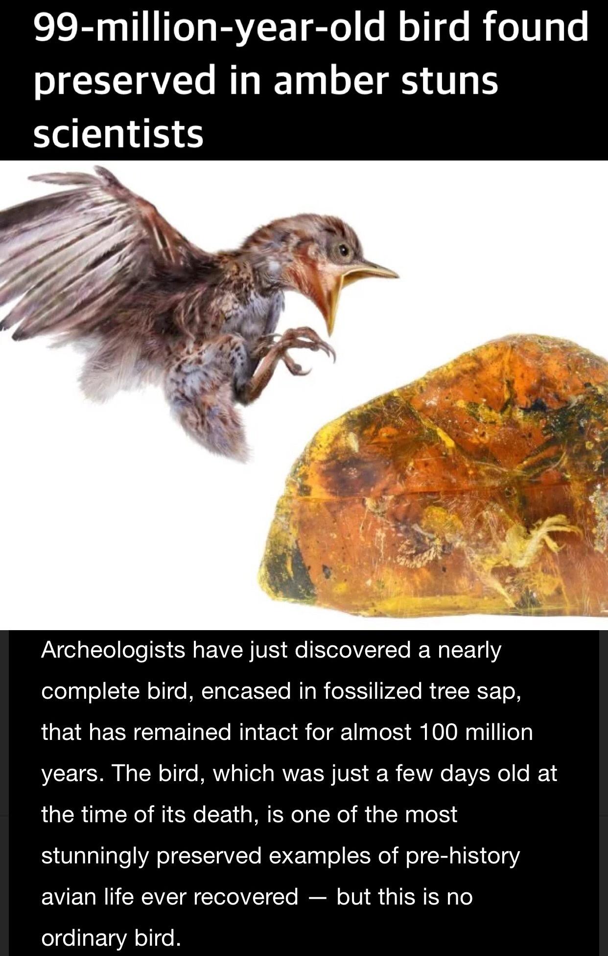 Old Bird Shook Scientists