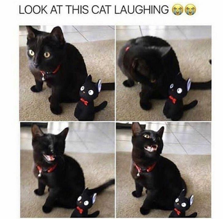 Good vibes cat memes