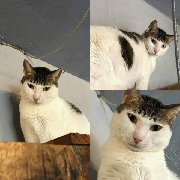 A small dump that's cool for cats