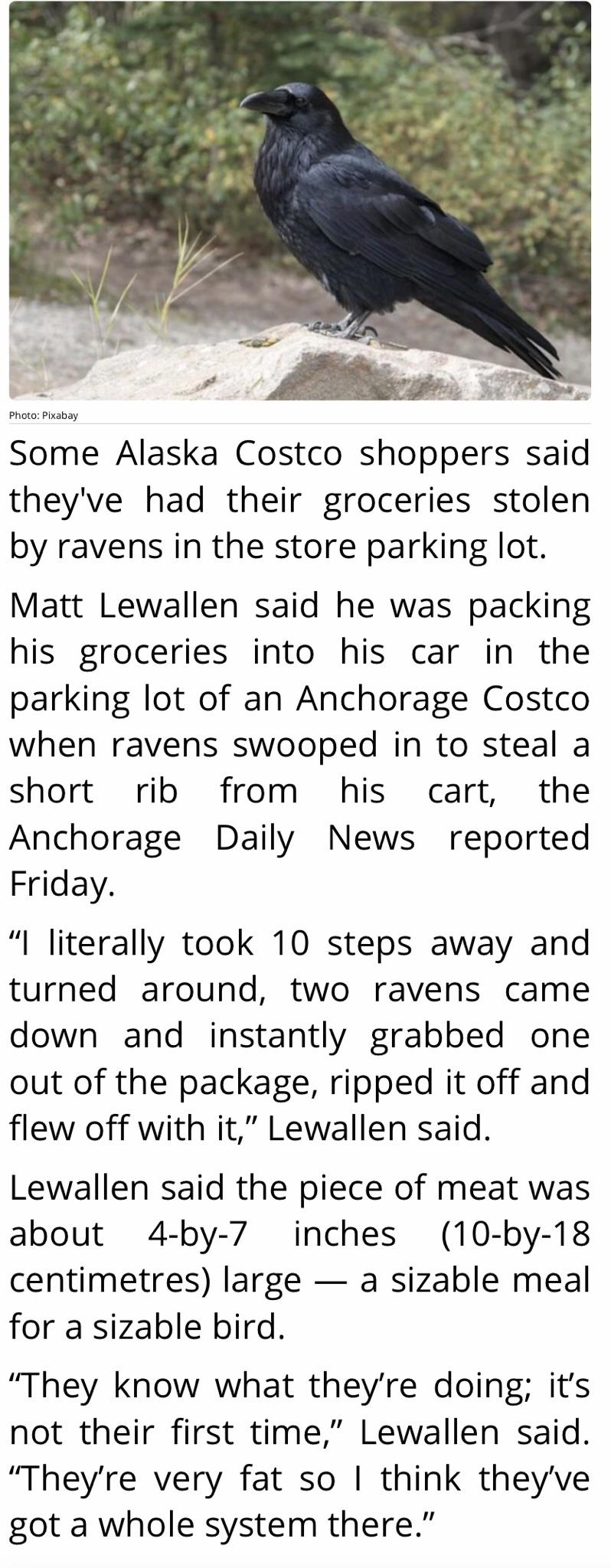 This makes me like ravens even more