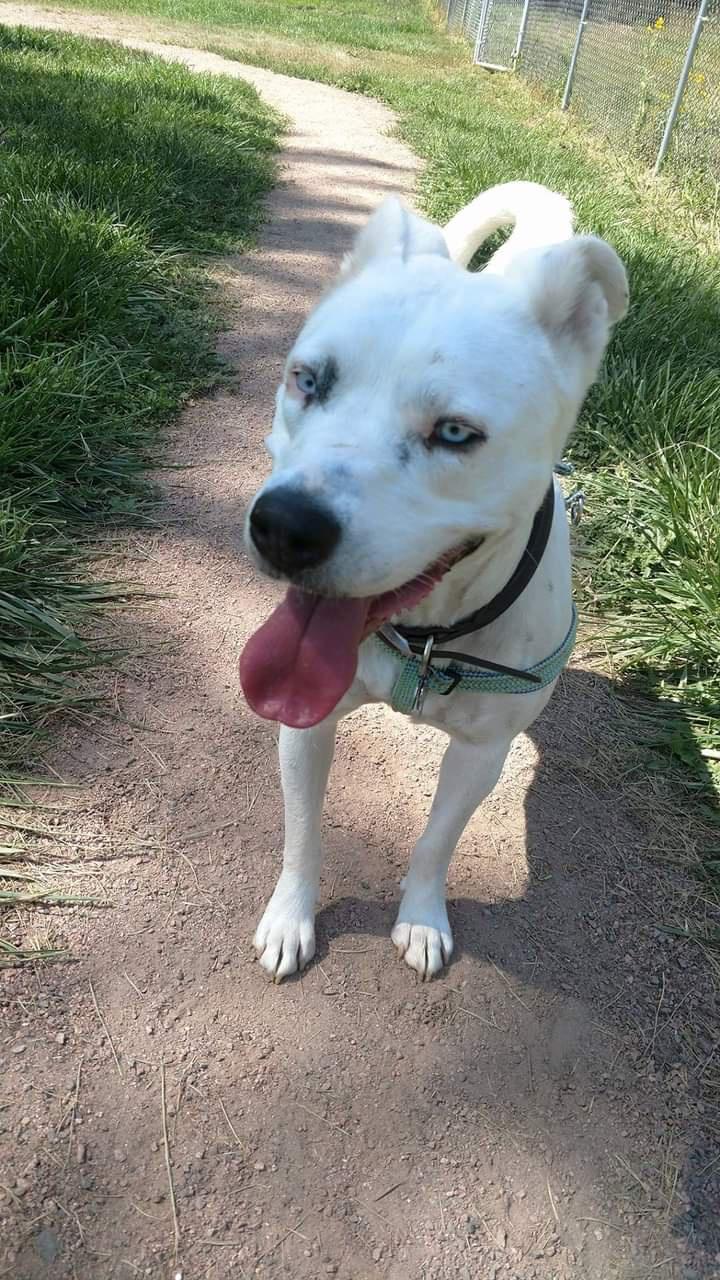 HELP! Leelu/Princess Leia needs a new home ASAP ***Colorado Springs Area***