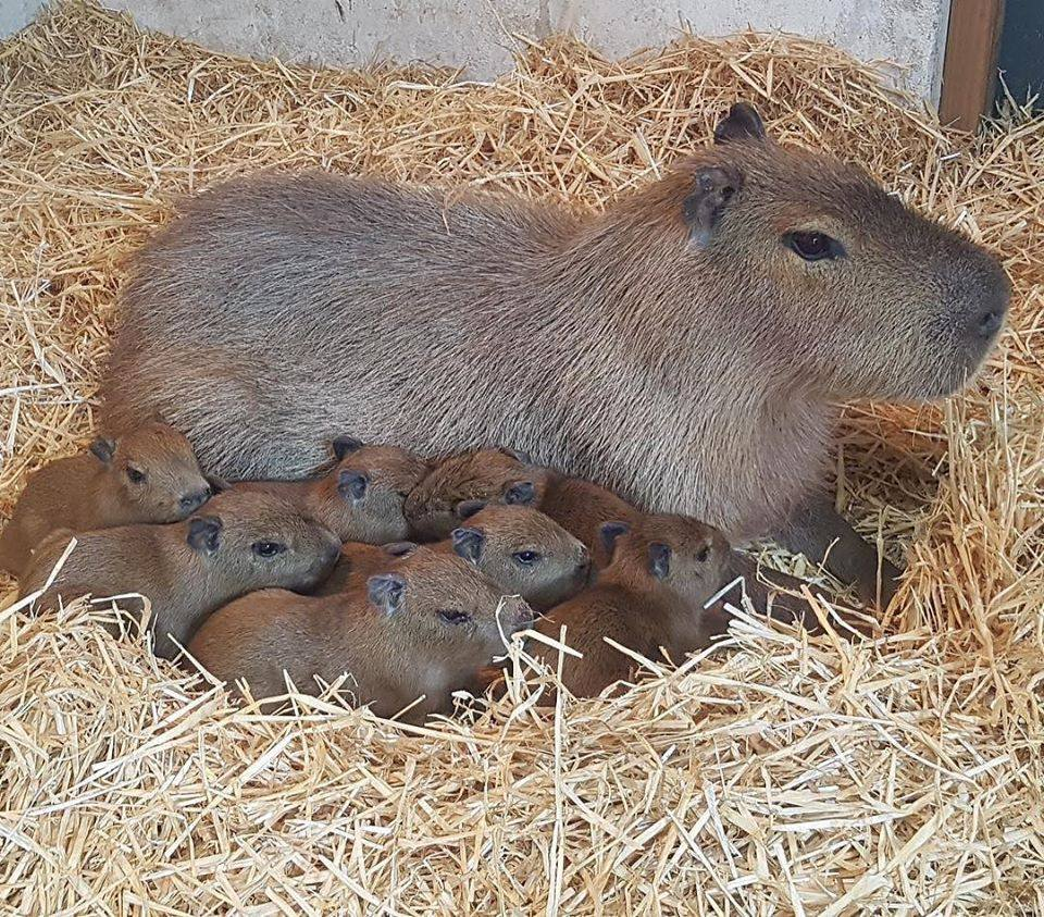 Capybara family