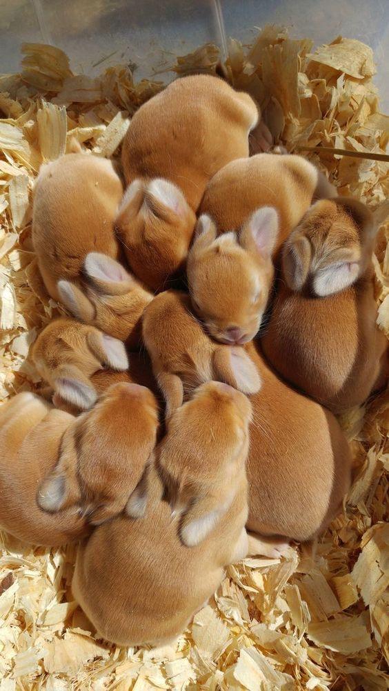Fuzzy buns