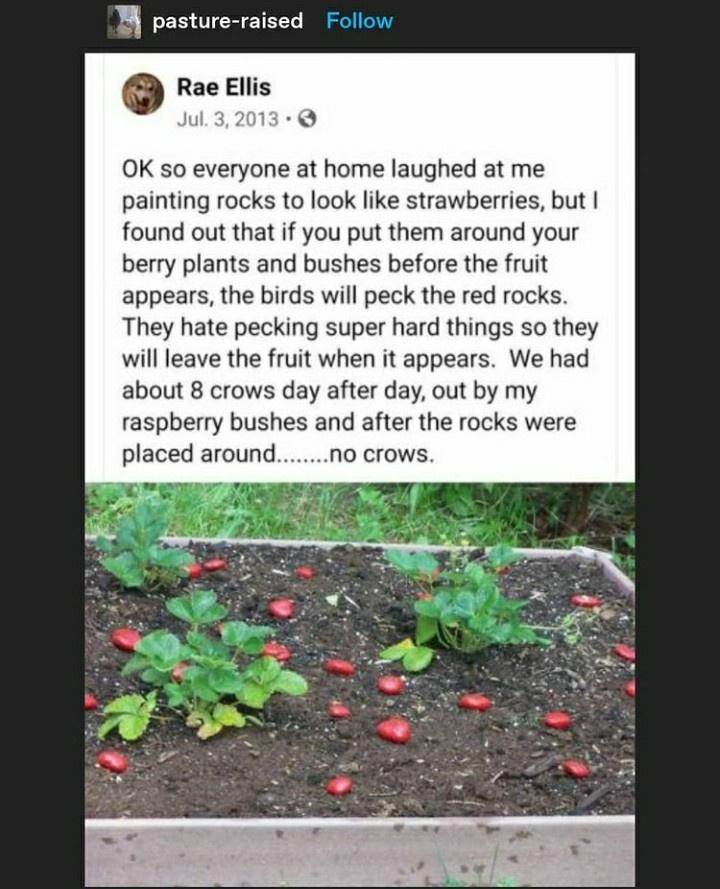 Utter genius!! (not the squirrel)