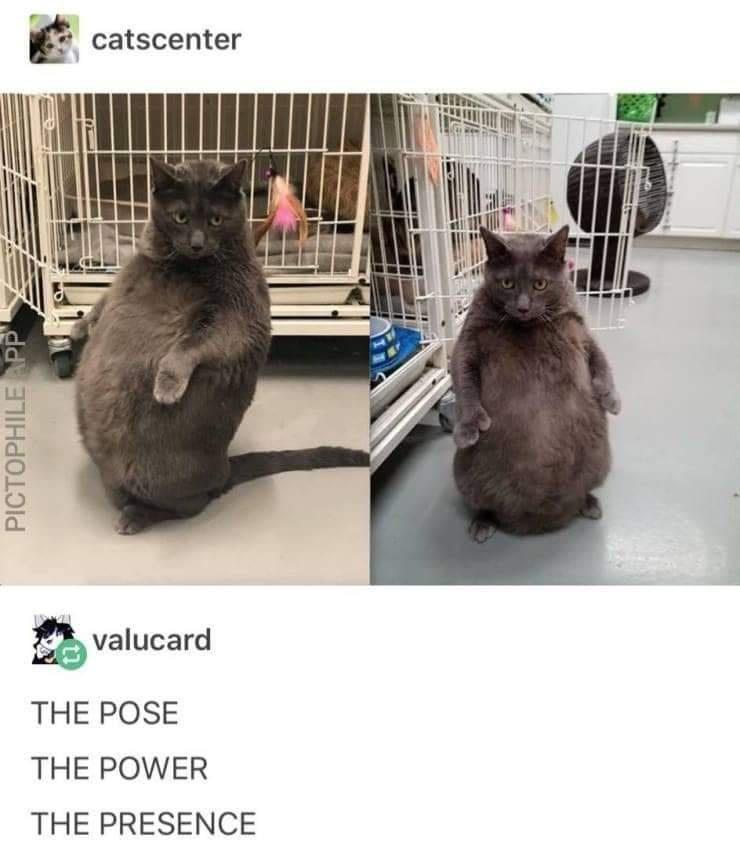 Memes and things vol. 34