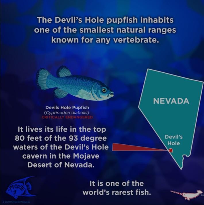 One of a kind: oldest, rarest fish ever