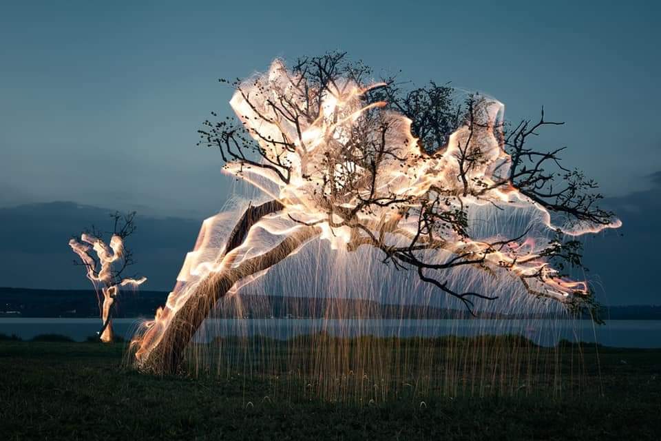 Fireflies photograph in trees with long time exposure. Lightning bugs