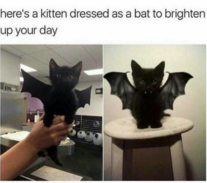 cat in costume