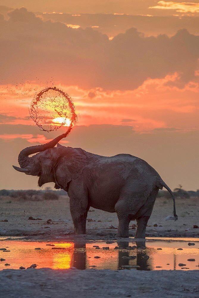 The only acceptable way to shoot an elephant
