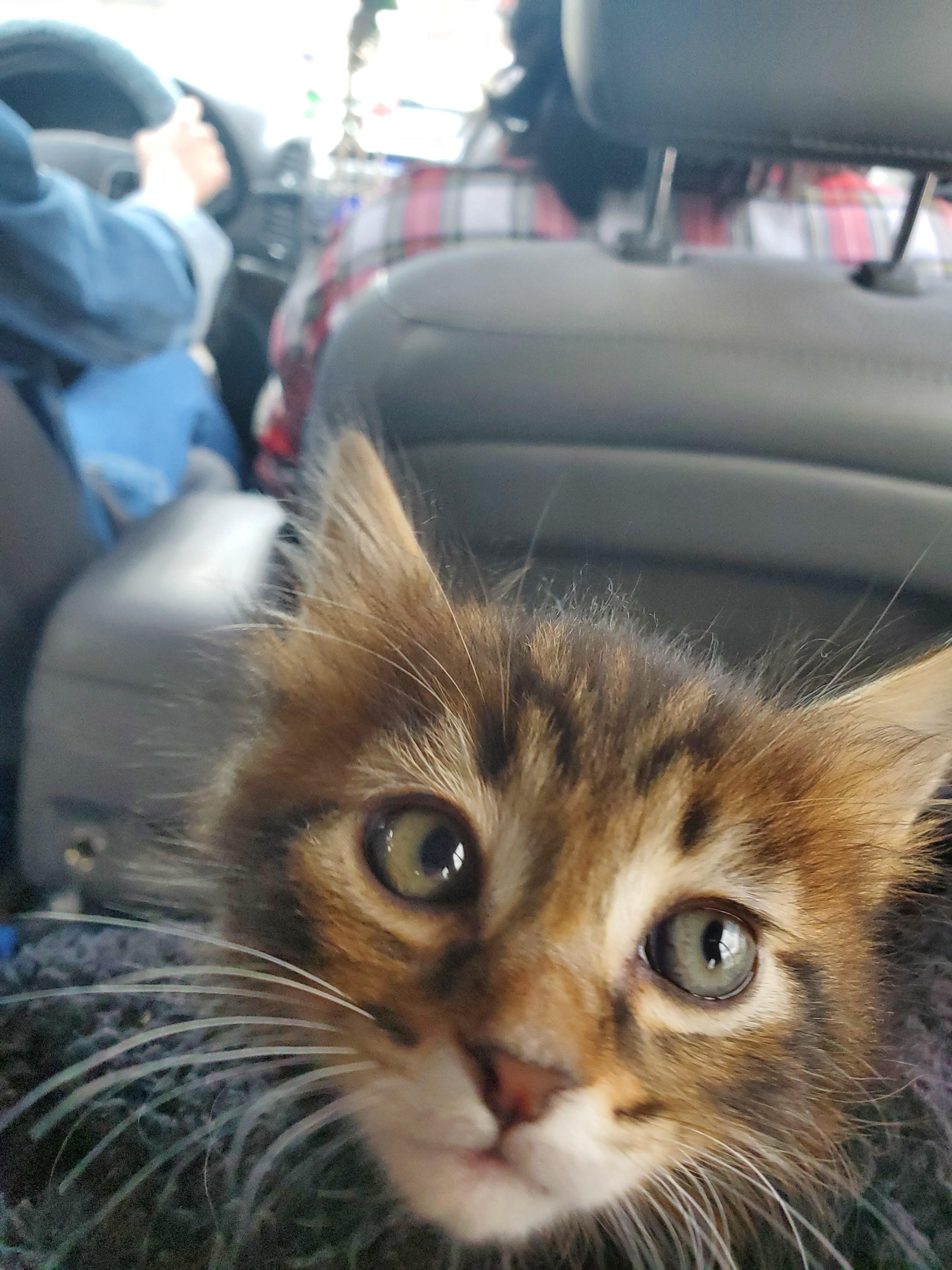 Chicharron's First Day Home