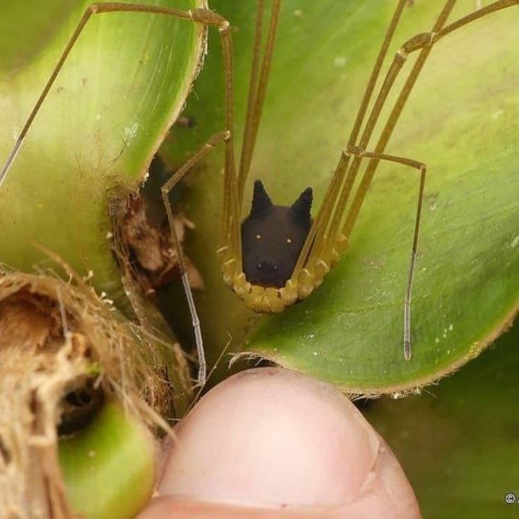 The Bunny Harvestman