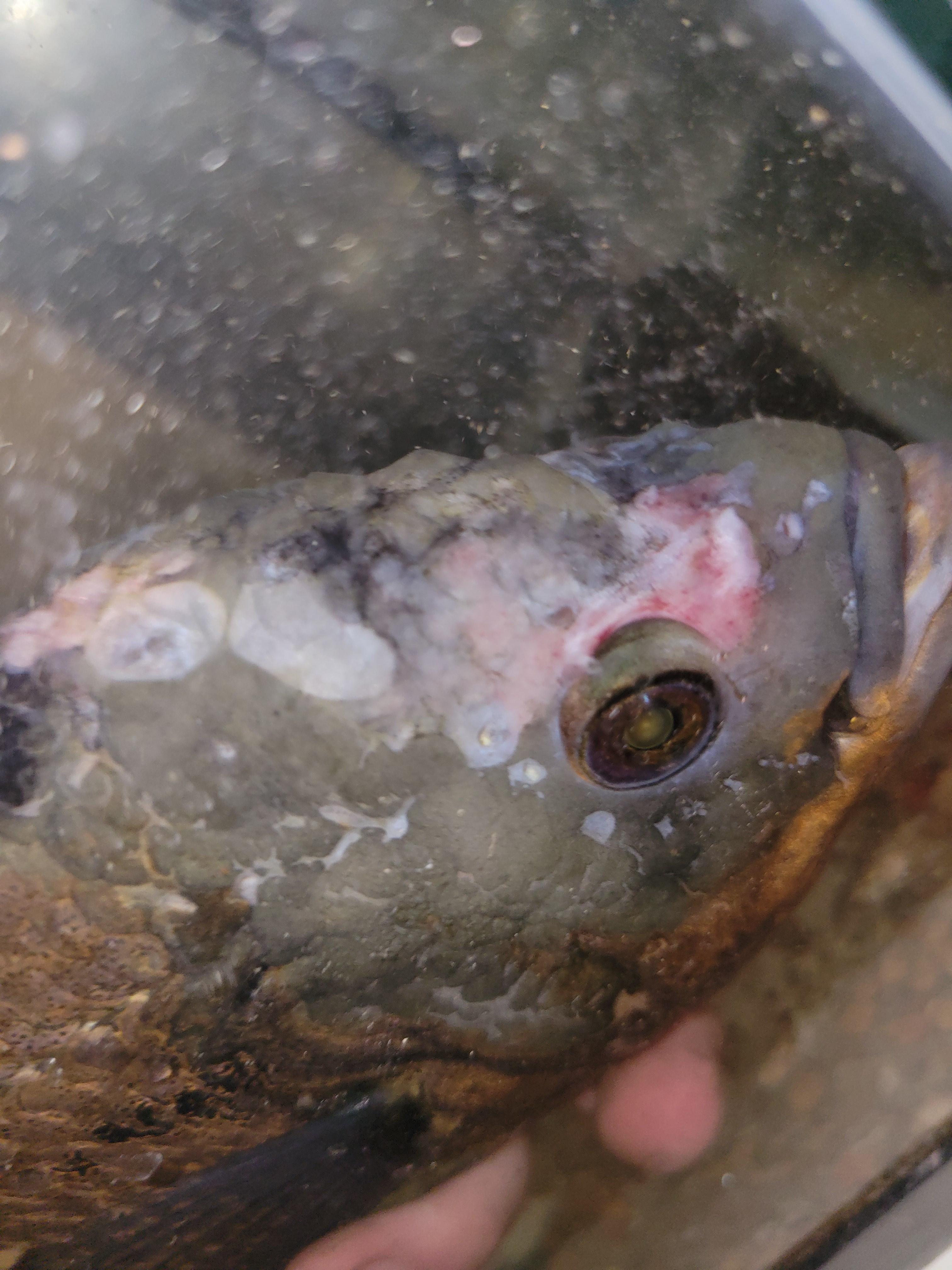 Seven days ago I adopted a fish. (Ugly Ivan 1 week update)