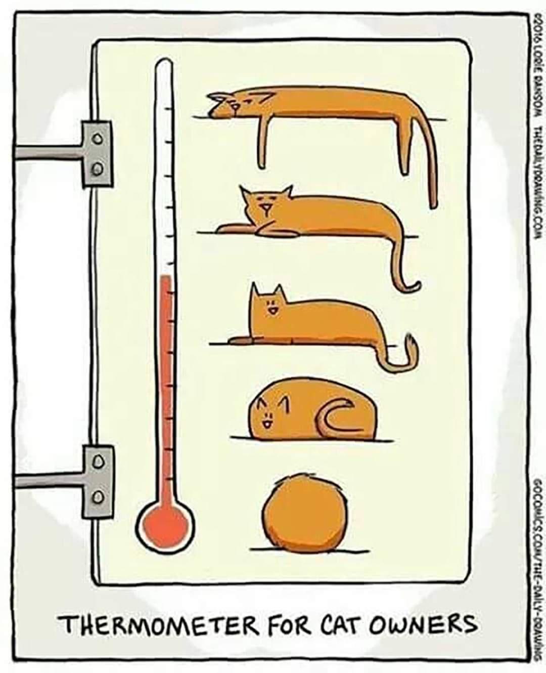Meowmometer