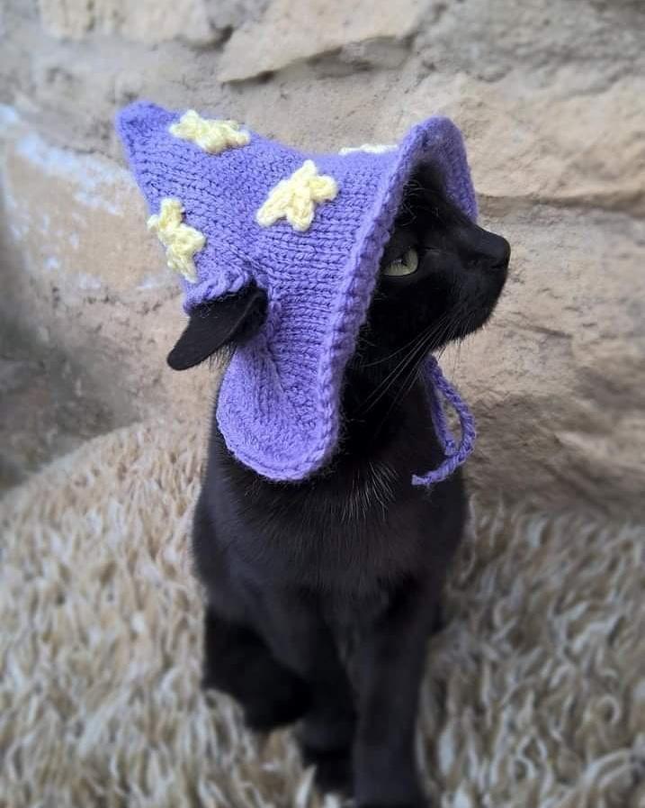 Wizard cat