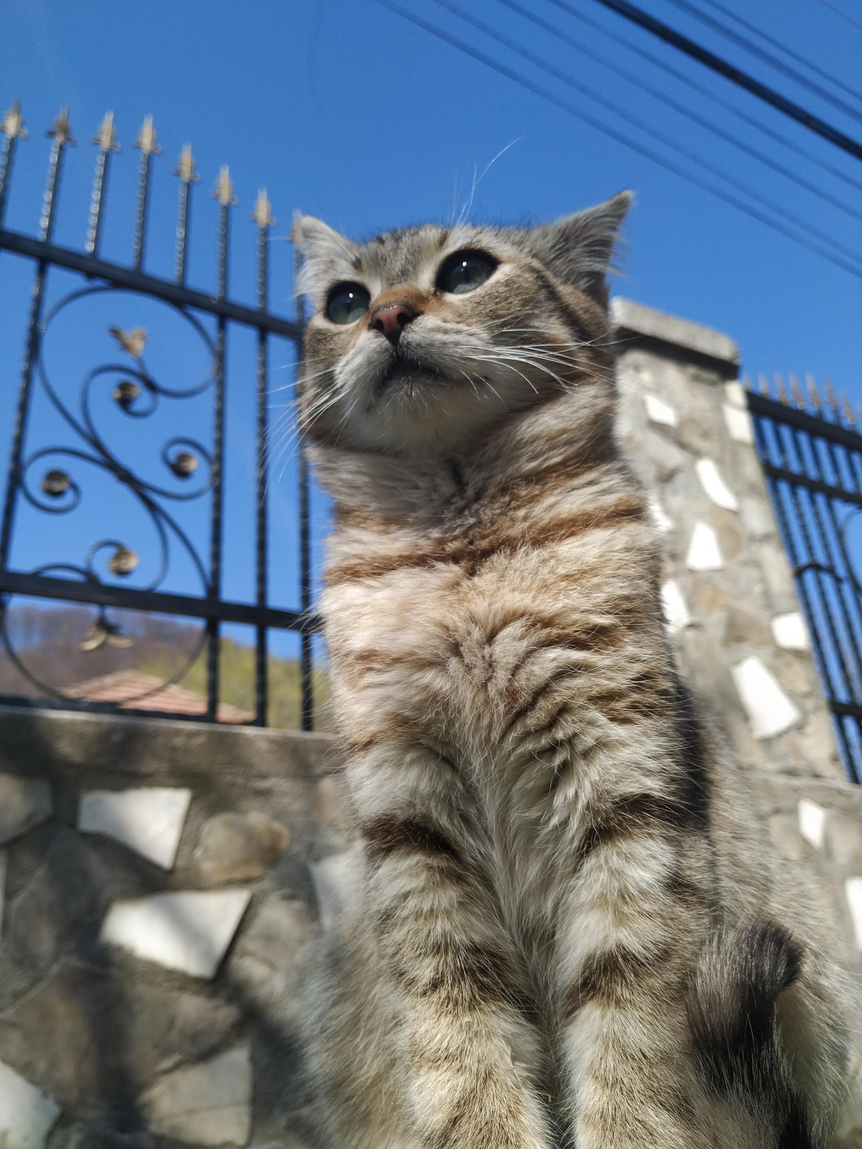 It's my cake day, I'll have cats if I want too.