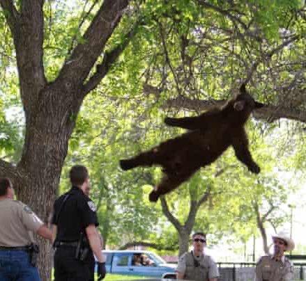 In case you're having a bad day, have some pictures of tanquilized bears falling out of trees