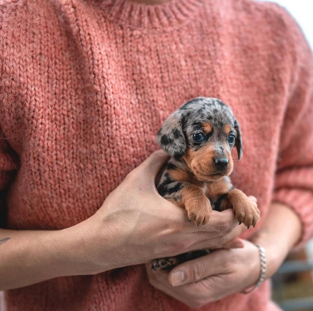 Adorable tiny dapple colored dachshund