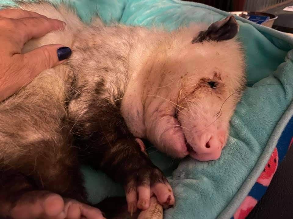 The average lifespan of a possum is just 2&frac12; years. I'm not crying; you're crying.