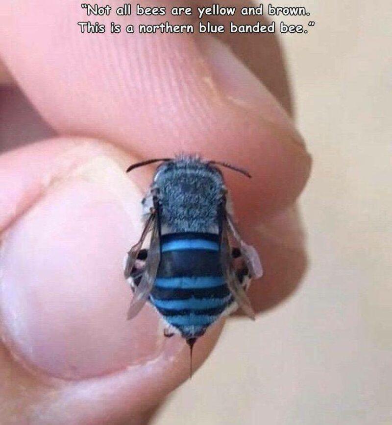 May I present you the quite unique white/yellow bee?