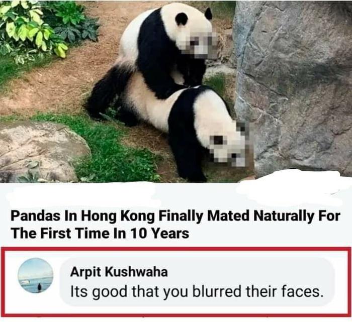 Anonymous Panda&rsquo;s