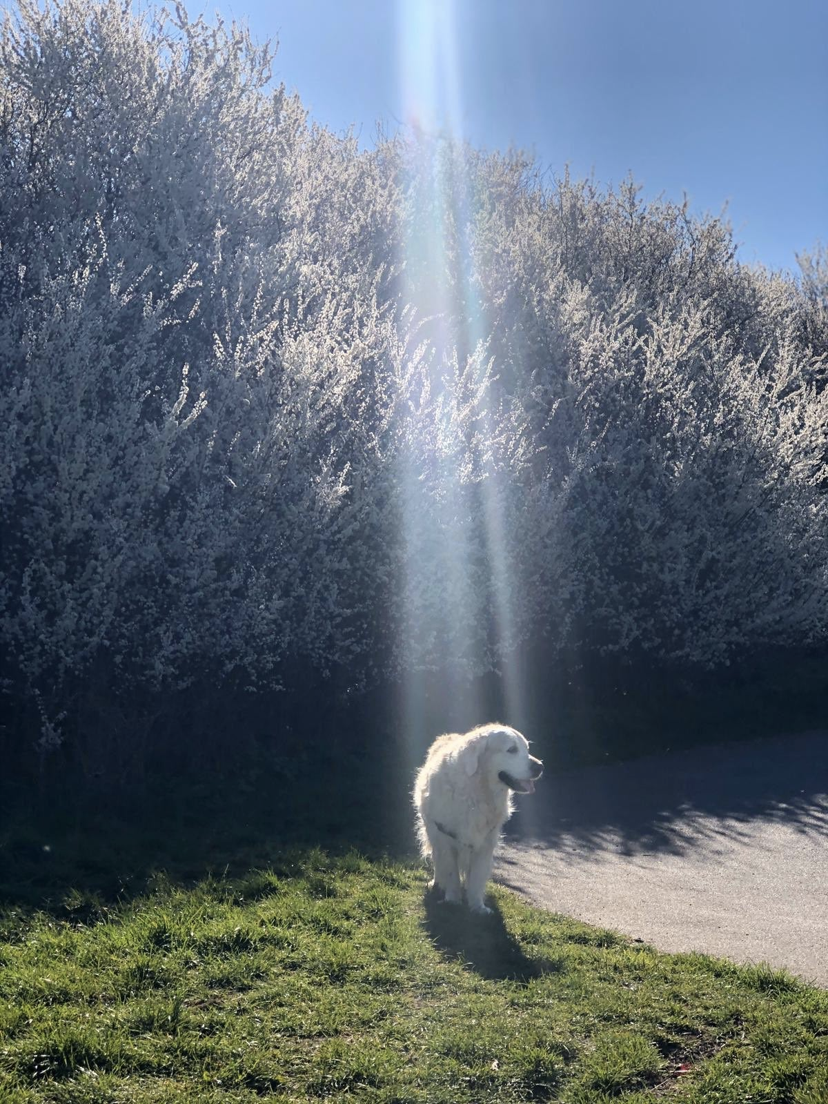 Goodness delivered from above