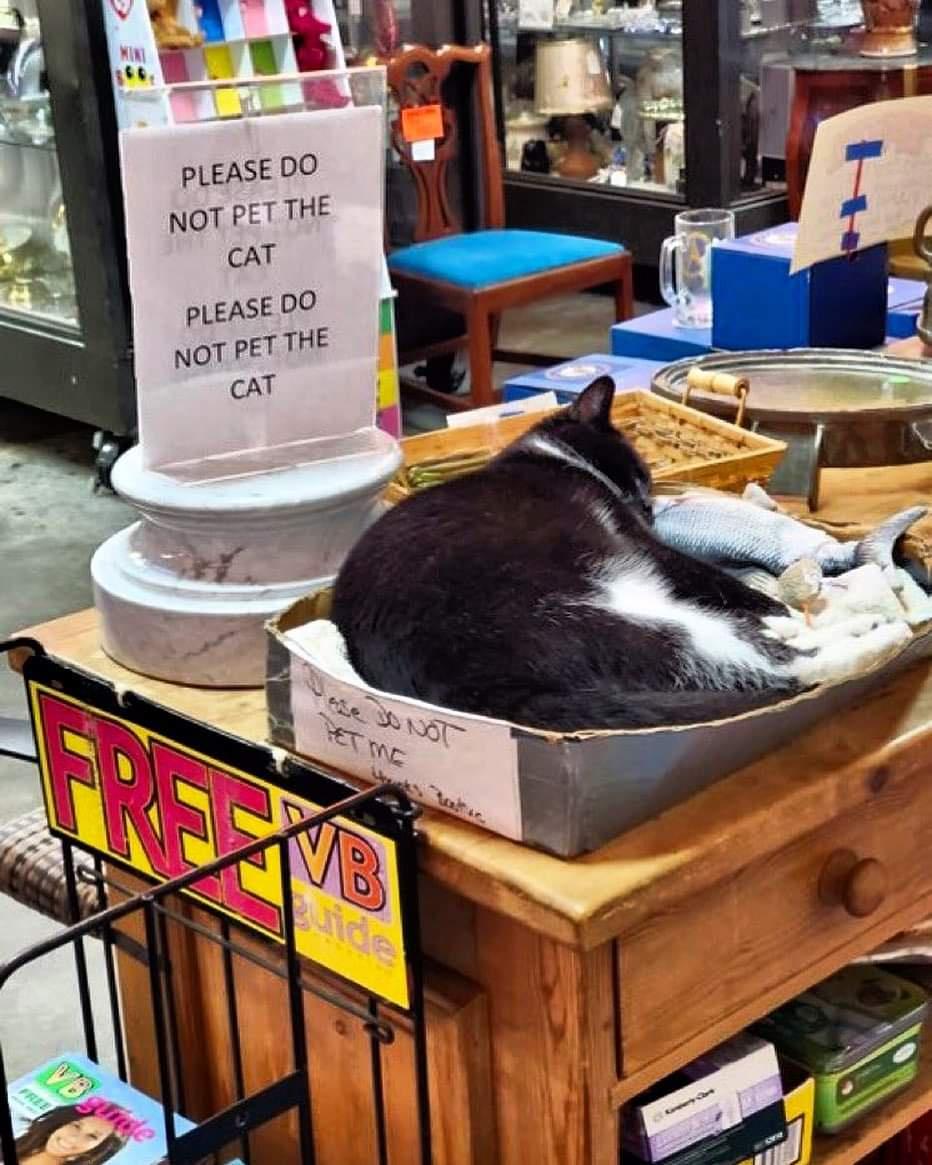 Looks like I'm petting the cat