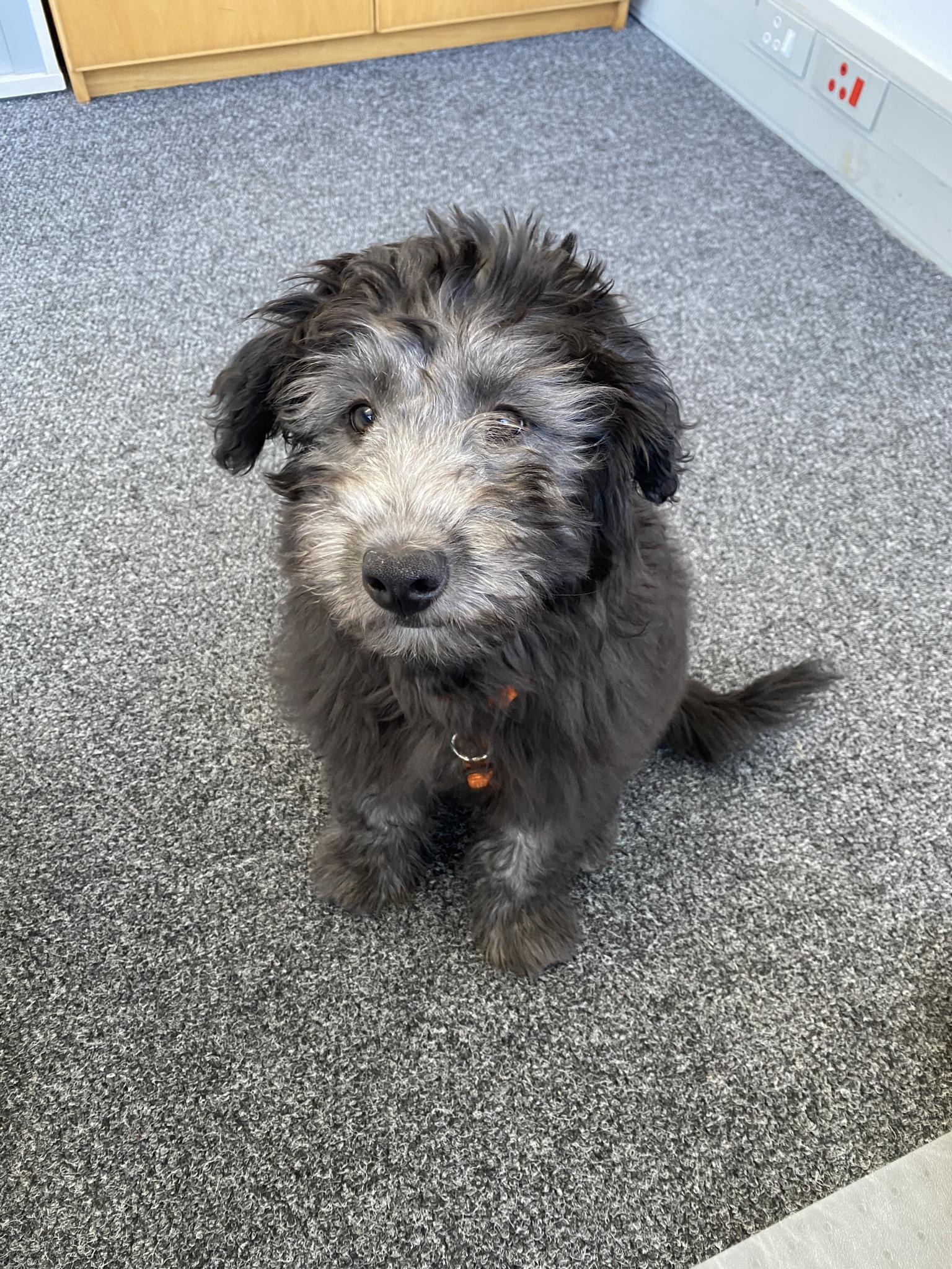 Mini boop this mini snoot